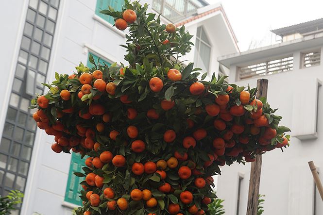 Cặp quất lục bình khủng giá hàng chục triệu ở Hà Nội